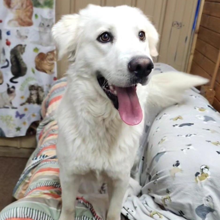 Fancy, Adoptable, Adult Female Great Pyrenees.