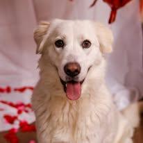 Fancy, Adoptable, Adult Female Great Pyrenees.