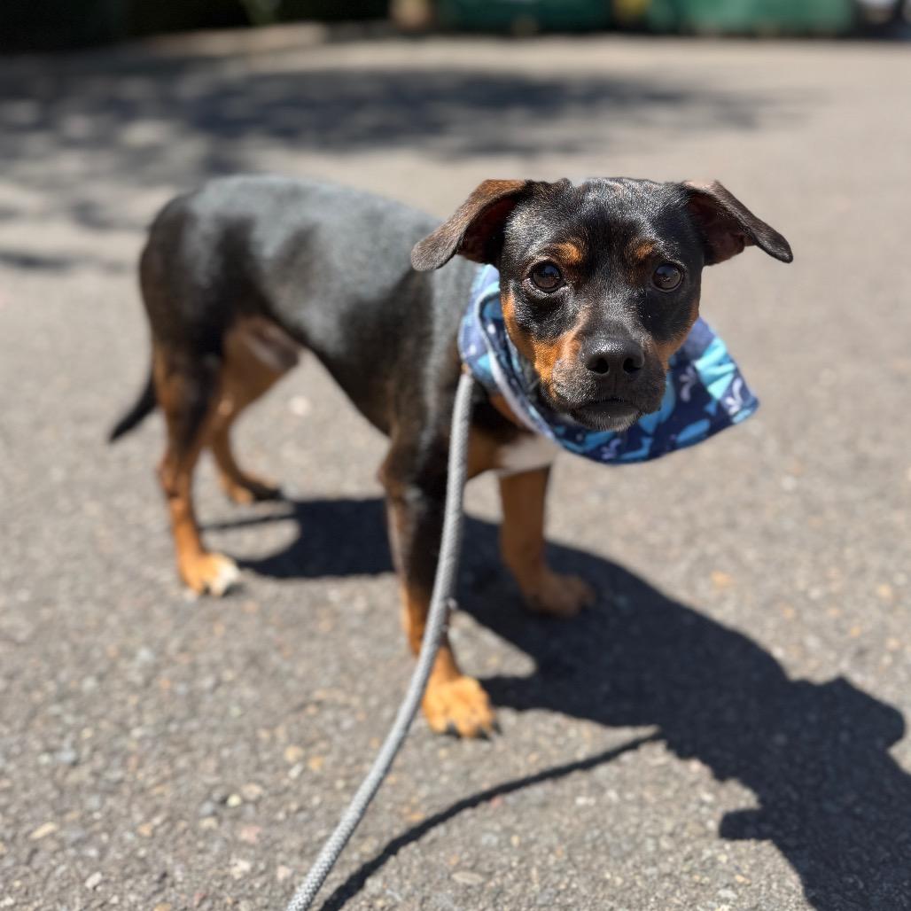 Naveen, a Adoptable mixed breed in Newberg, OR image 1/6