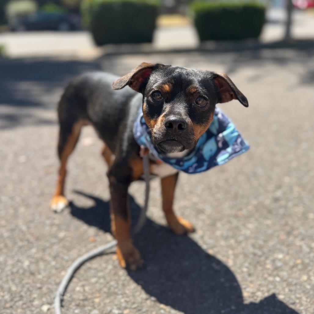 Naveen, a Adoptable mixed breed in Newberg, OR image 2/6