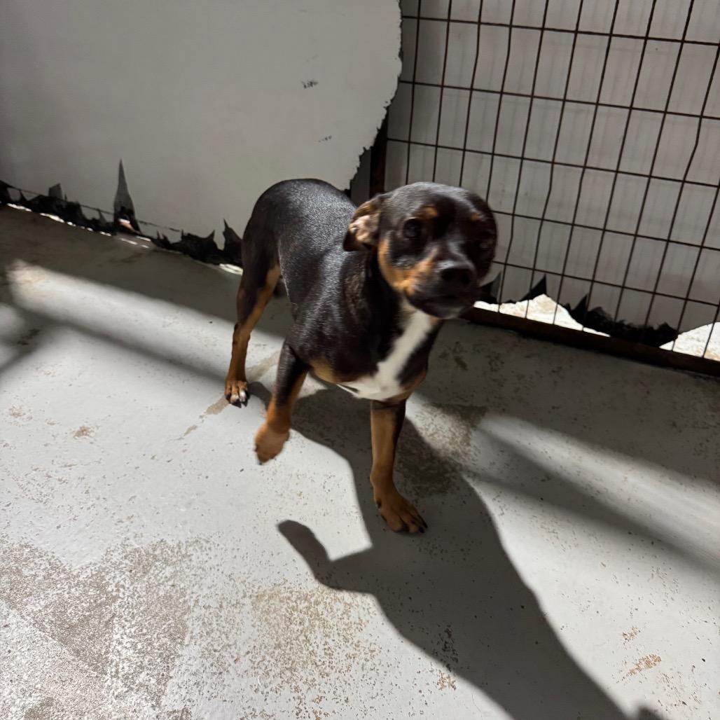 Naveen, a Adoptable mixed breed in Newberg, OR image 3/6
