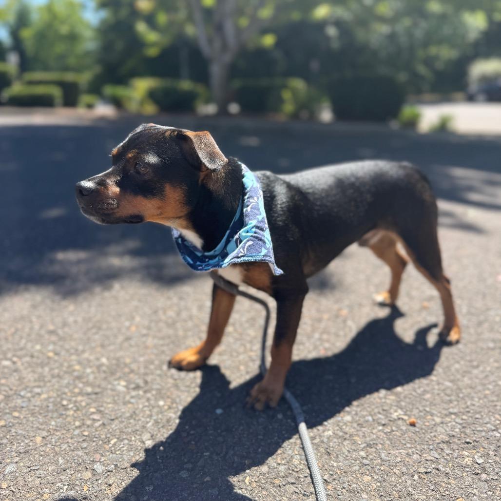 Naveen, a Adoptable mixed breed in Newberg, OR image 4/6