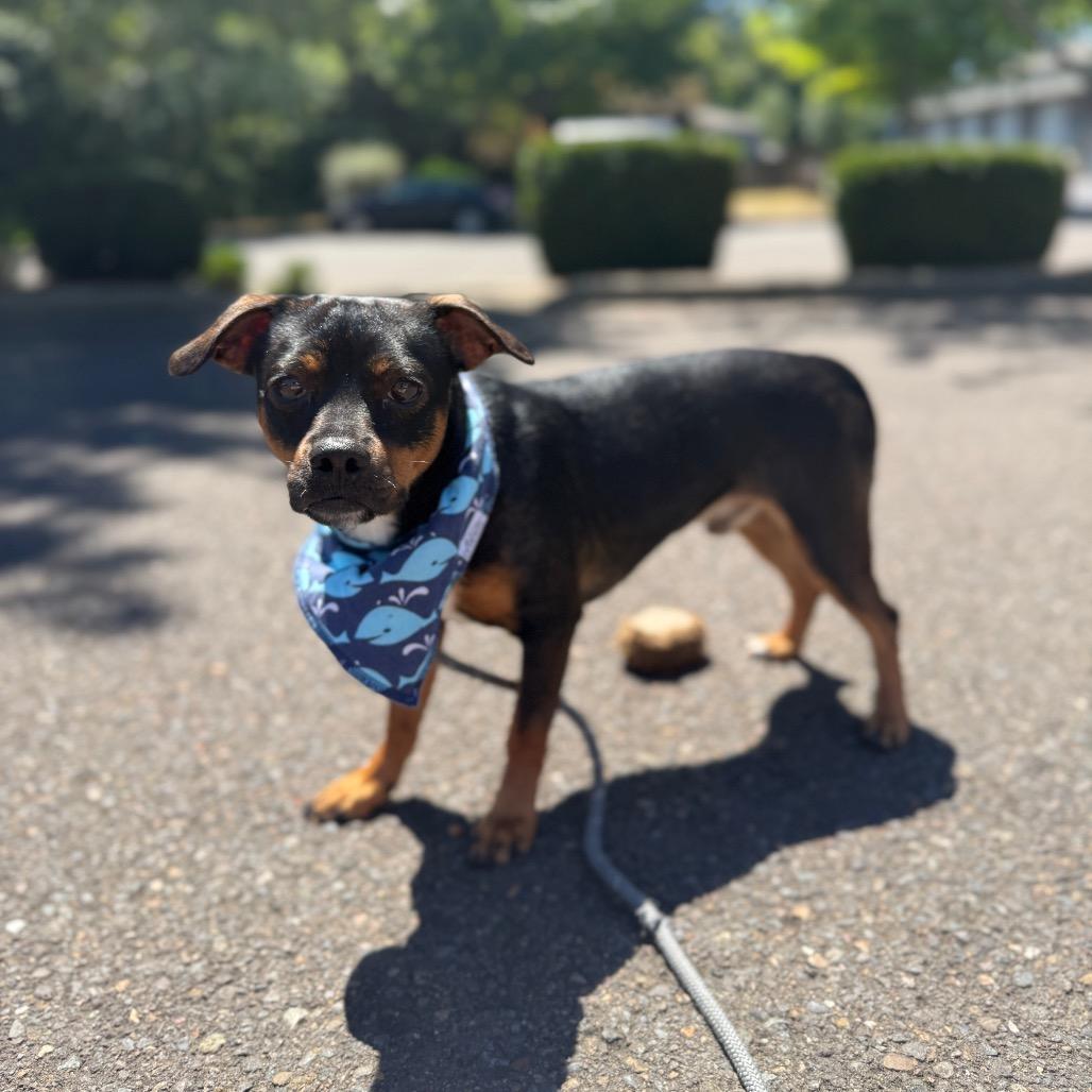 Naveen, a Adoptable mixed breed in Newberg, OR image 5/6