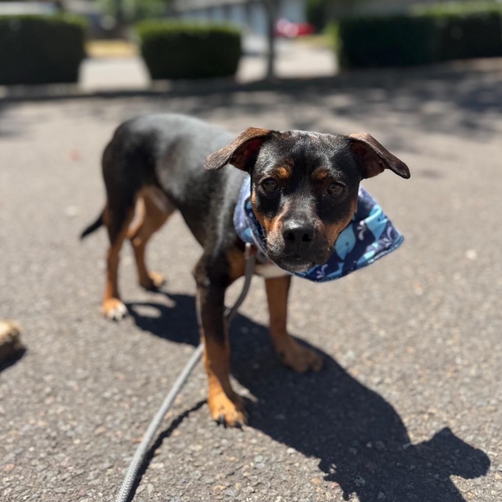 Naveen, a Adoptable mixed breed in Newberg, OR image 6/6