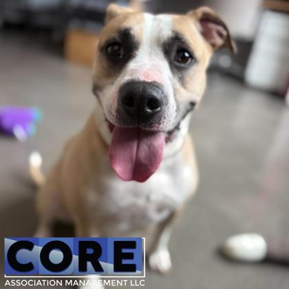 Princess, Adoptable, Adult Female Mixed Breed & Mixed Breed.