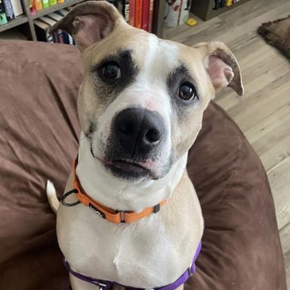 Princess, a Adoptable mixed breed in Janesville, WI image 2/3
