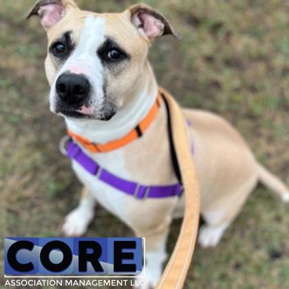 Princess, Adoptable, Adult Female Mixed Breed & Mixed Breed.