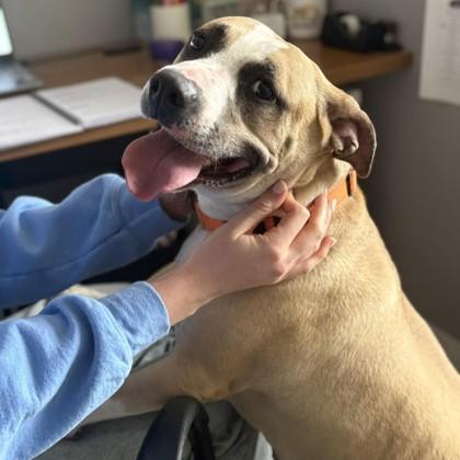 Princess, a Adoptable mixed breed in Janesville, WI image 3/3