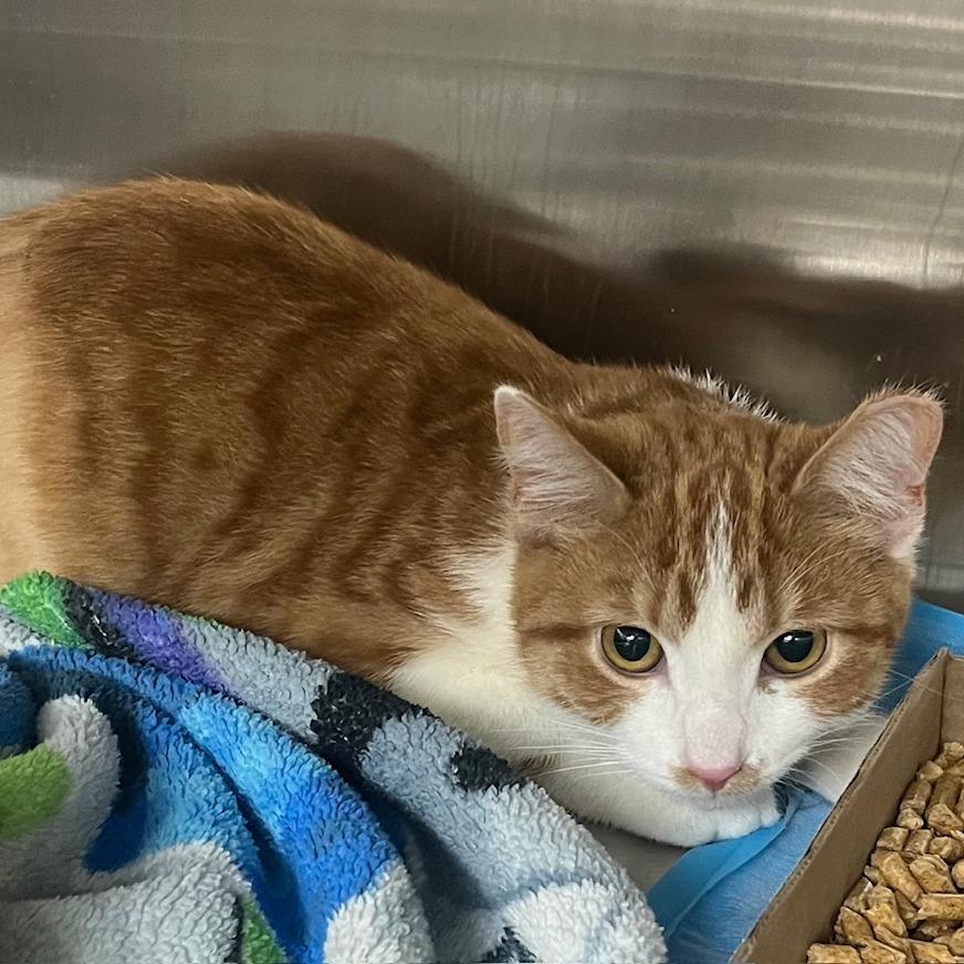 Enlarge Buttercup, a Adoptable mixed breed in La Grange, KY image 1/1