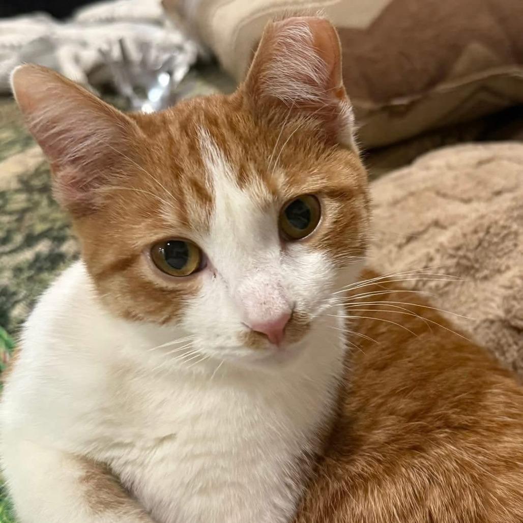Buttercup, Adoptable, Young Male Domestic Short Hair & Domestic Short Hair.