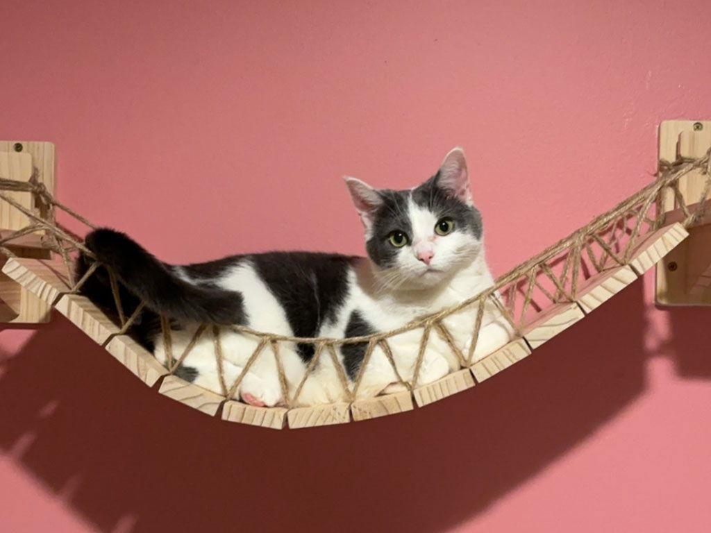 Enlarge Seltzer, a Adoptable Domestic Short Hair in Amelia, OH image 1/3