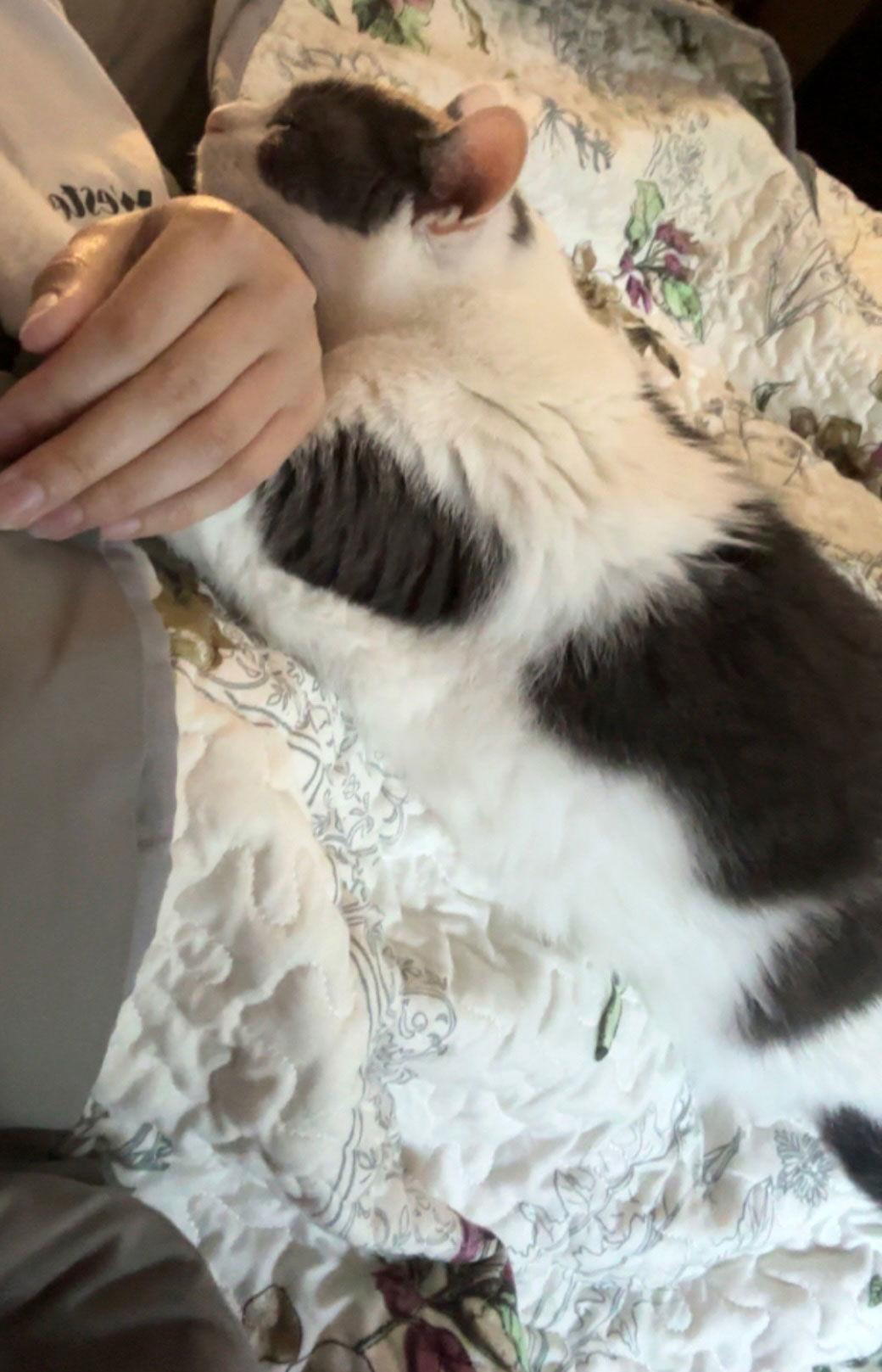 Enlarge Seltzer, a Adoptable Domestic Short Hair in Amelia, OH image 2/3