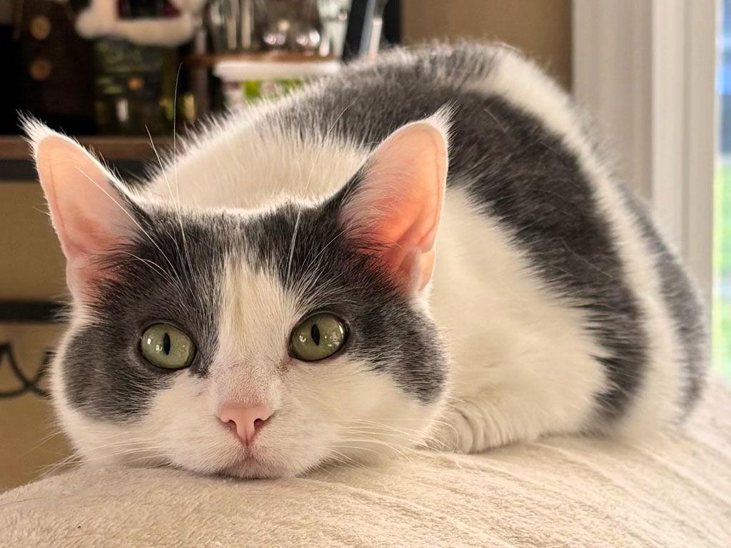 Enlarge Seltzer, a Adoptable Domestic Short Hair in Amelia, OH image 3/3