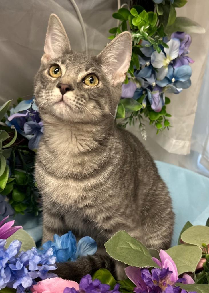 3/22/25 - Levi, Adopted, Young Male Domestic Short Hair.