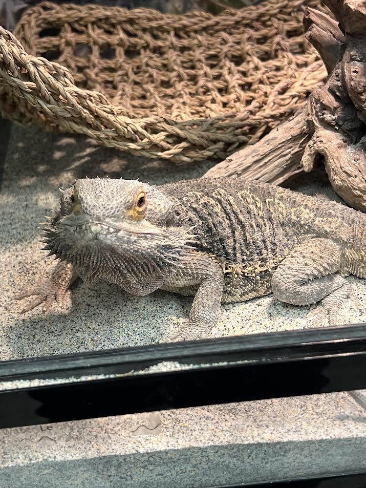 Enlarge Amber, an adopted Bearded Dragon in South Elgin, IL image 2/3