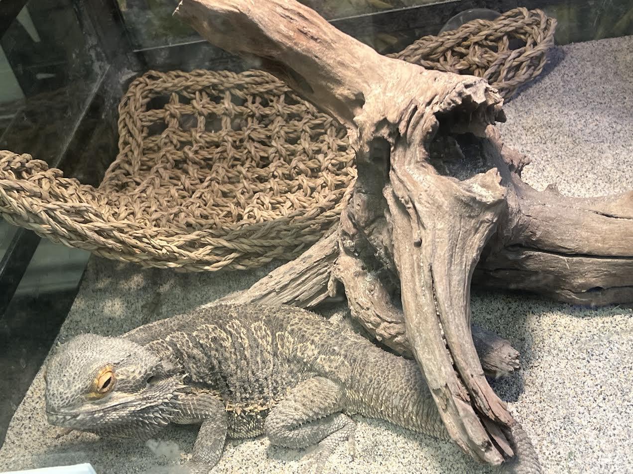 Amber, adopted, Adult Female Bearded Dragon.