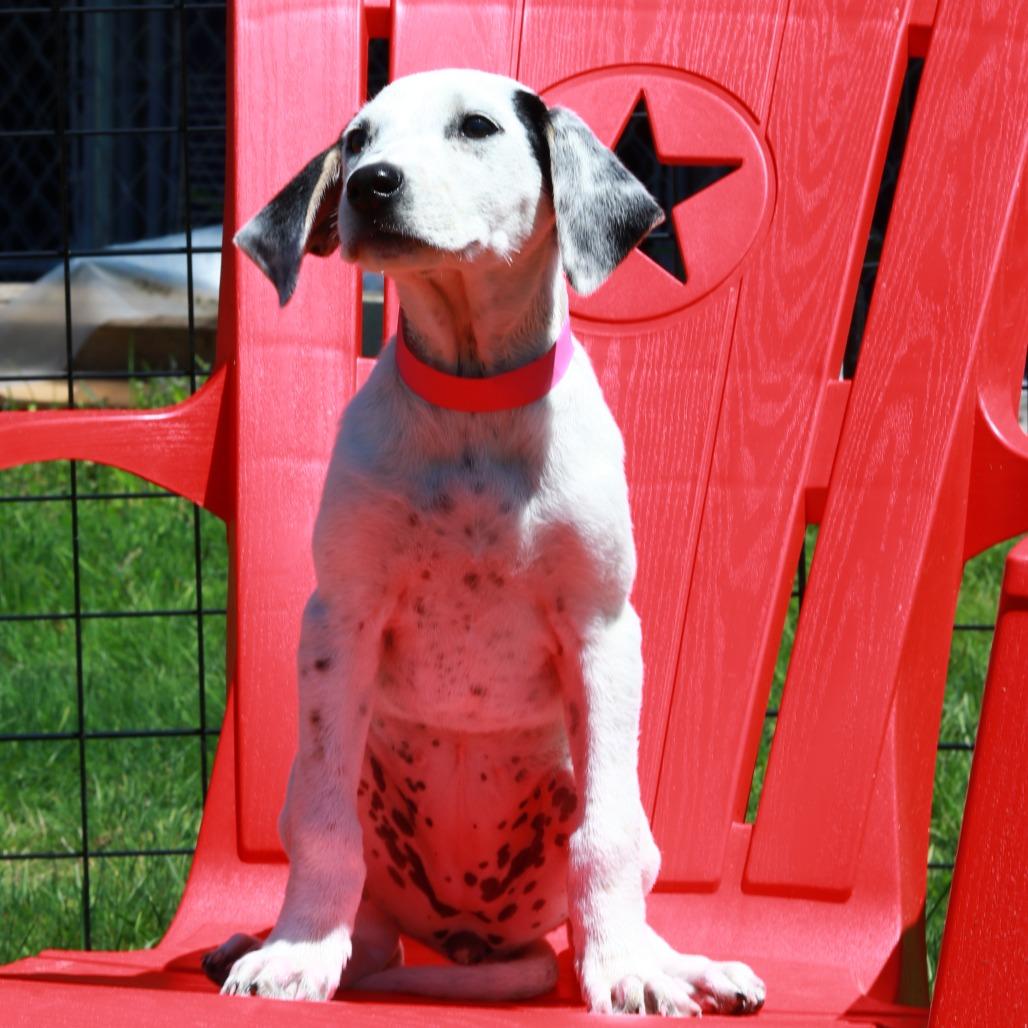 CT Dolly avail May 17 (Verizon Wireless- Dayville, CT), Adoptable, Puppy Female Hound & Mixed Breed.