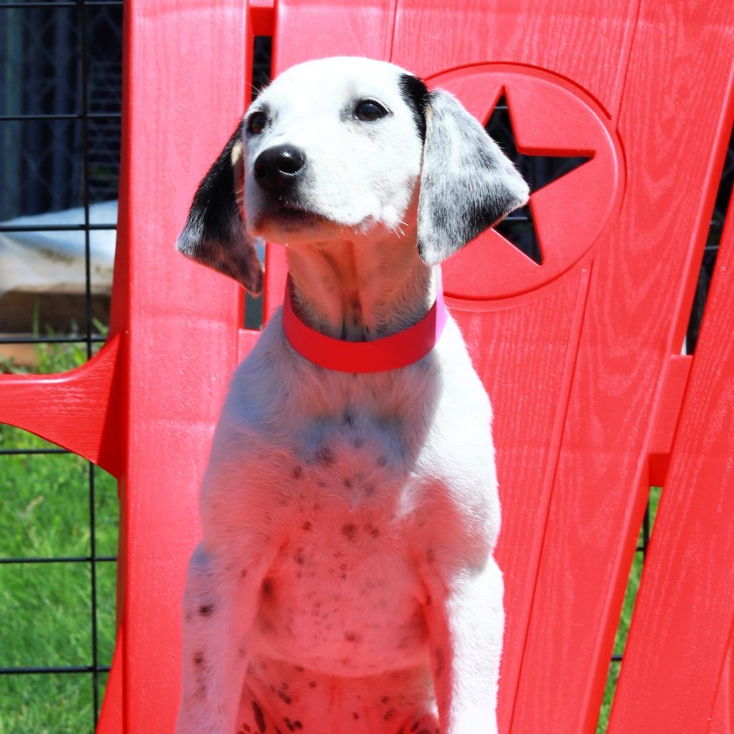 Enlarge CT Dolly avail May 17 (Verizon Wireless- Dayville, CT), a Adoptable mixed breed in Eastford, CT image 2/3