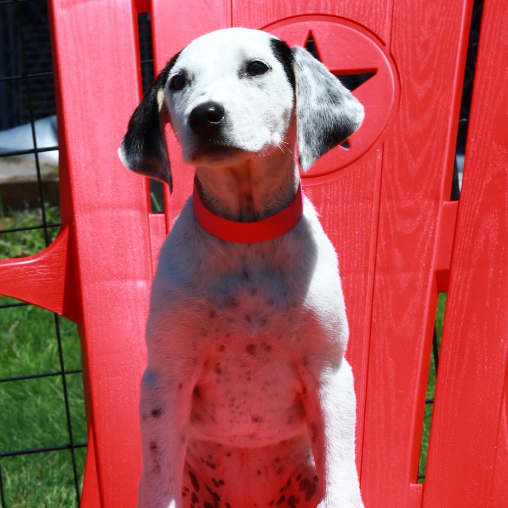 Enlarge CT Dolly avail May 17 (Verizon Wireless- Dayville, CT), a Adoptable mixed breed in Eastford, CT image 3/3