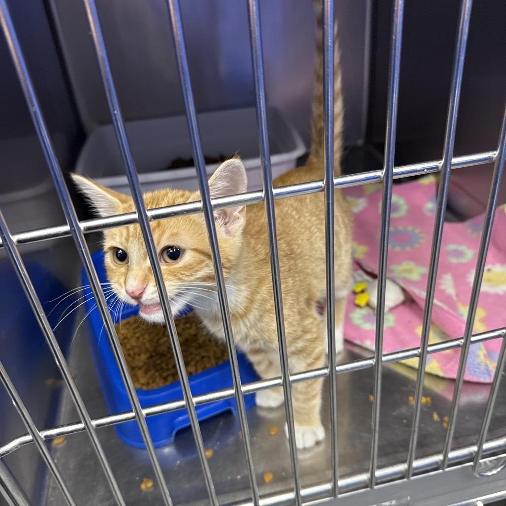 Cosmo, Adoptable, Kitten Male Domestic Short Hair.