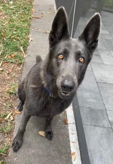 Smokie, ADOPTABLE, Adult Female German Shepherd Dog.