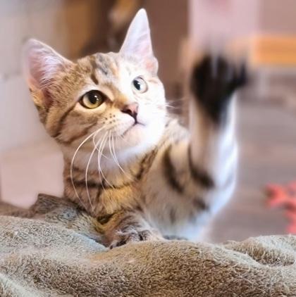 Asha (bonded with Izzy), Adoptable, Kitten Female Domestic Short Hair & Domestic Short Hair.