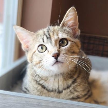 Enlarge Asha (bonded with Izzy), a Adoptable mixed breed in Verona, WI image 2/3