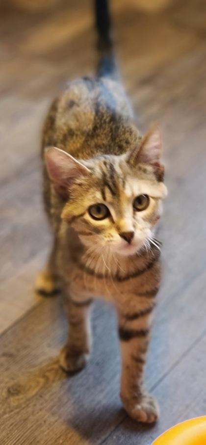 Enlarge Asha (bonded with Izzy), a Adoptable mixed breed in Verona, WI image 3/3