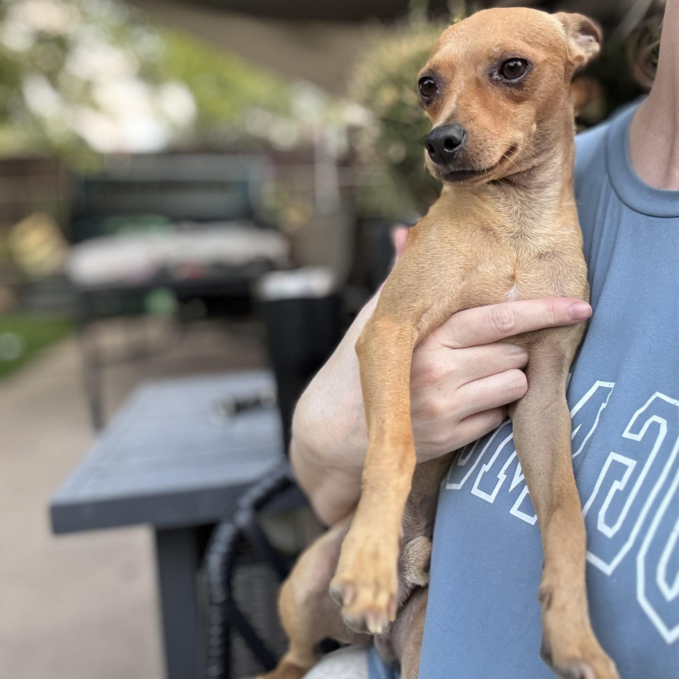 Chico