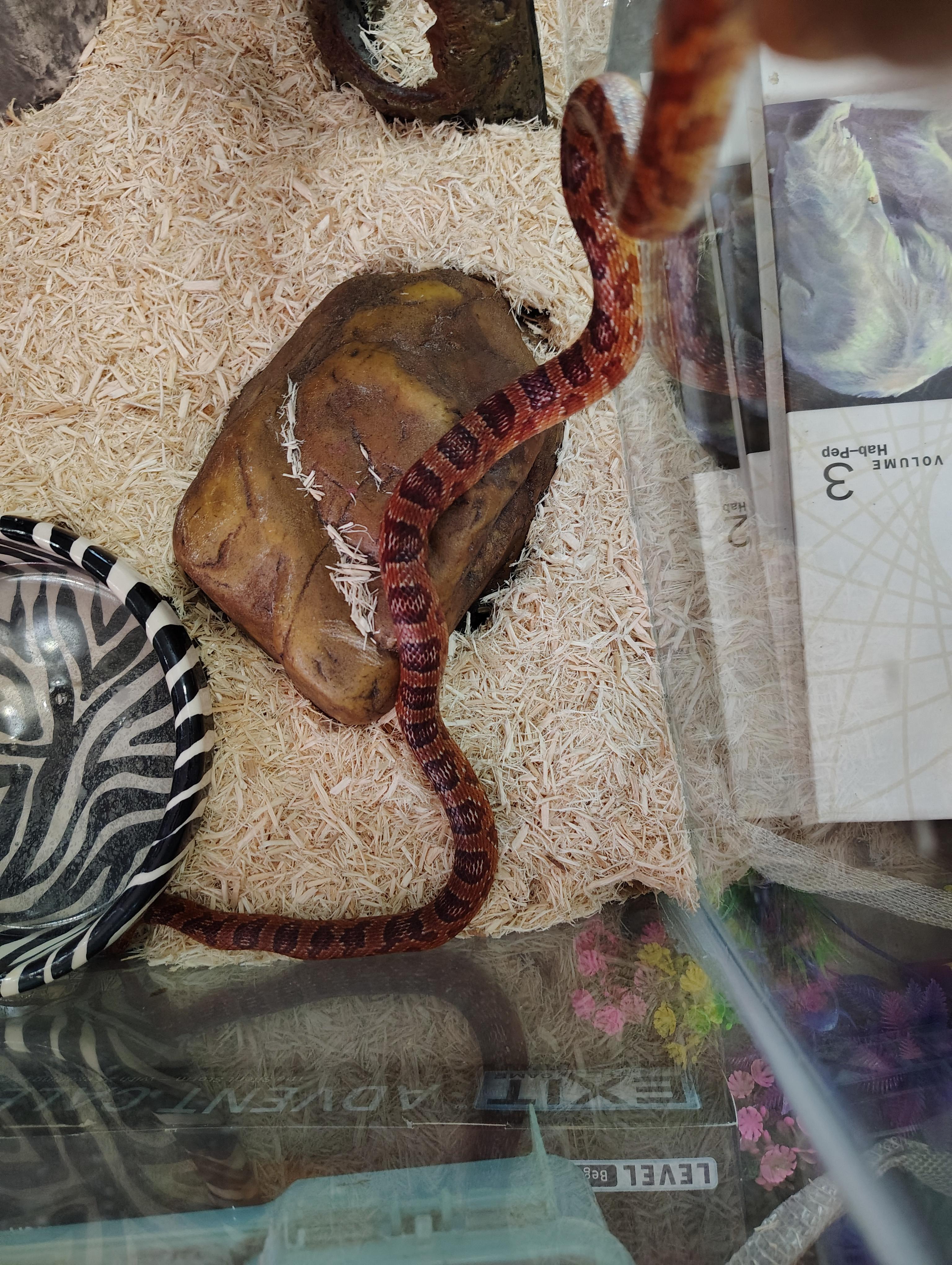 Enlarge Ouroboros, a Adoptable Corn / Rat in Wilmington, NC image 2/2