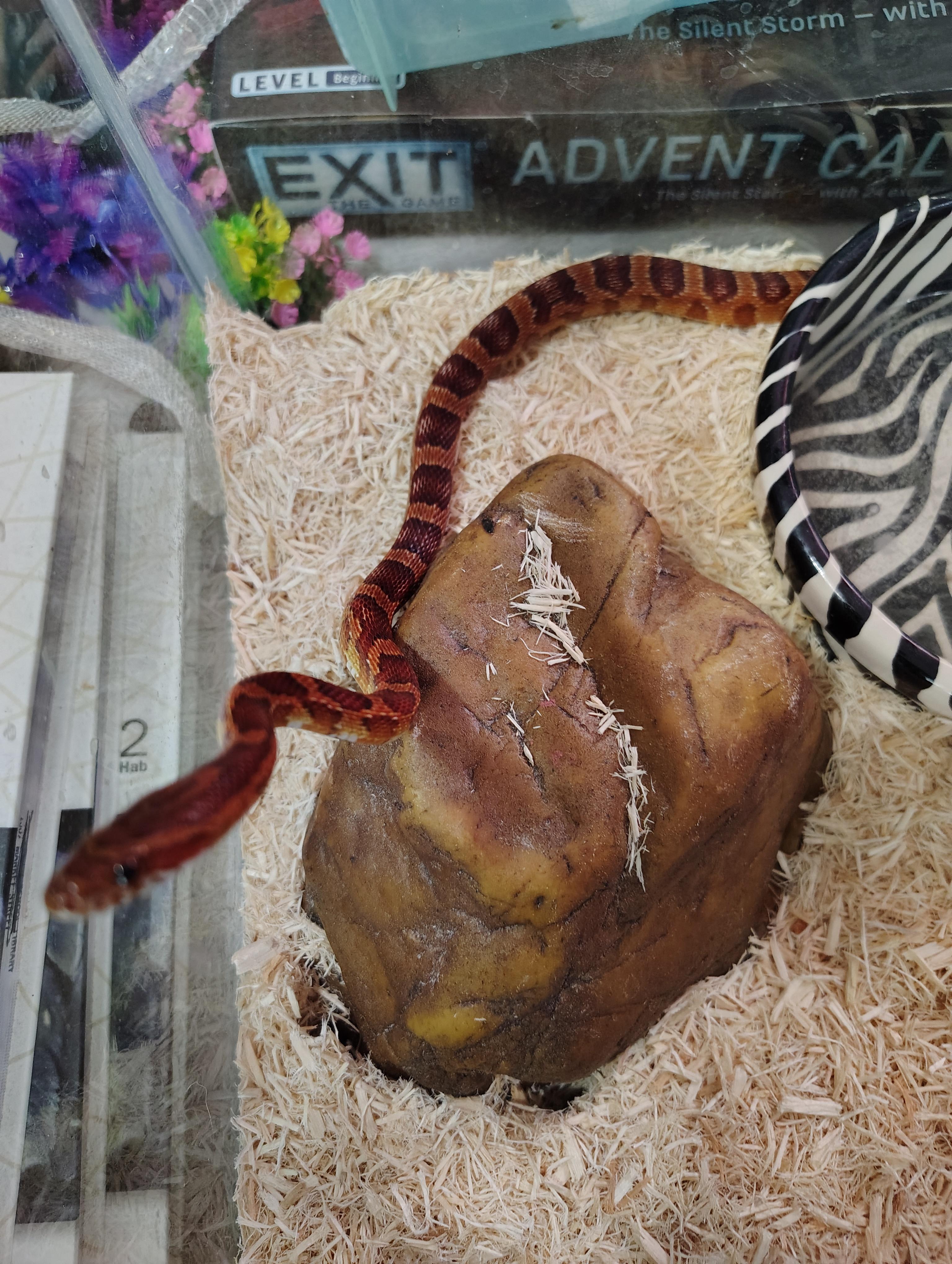 Enlarge Ouroboros, a Adoptable Corn / Rat in Wilmington, NC image 1/2