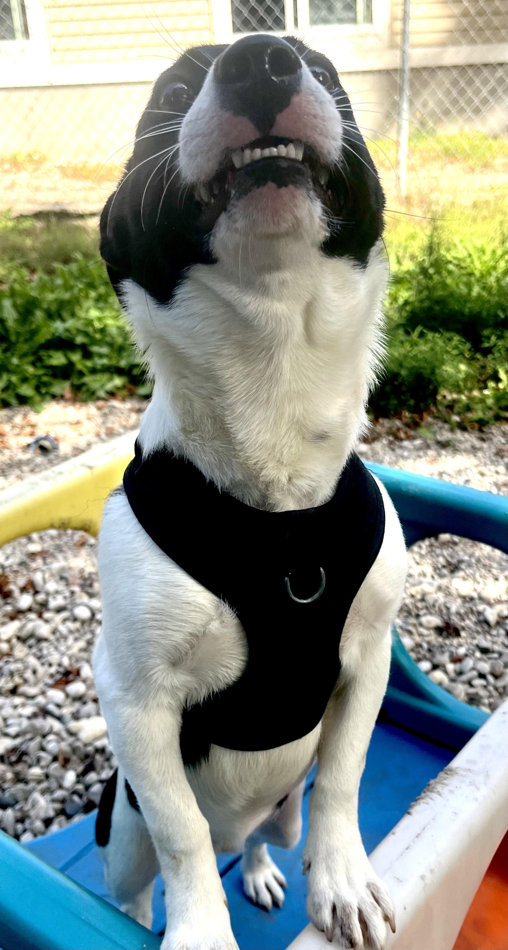 Enlarge Oreo, a Adoptable mixed breed in Boyne City, MI image 2/3