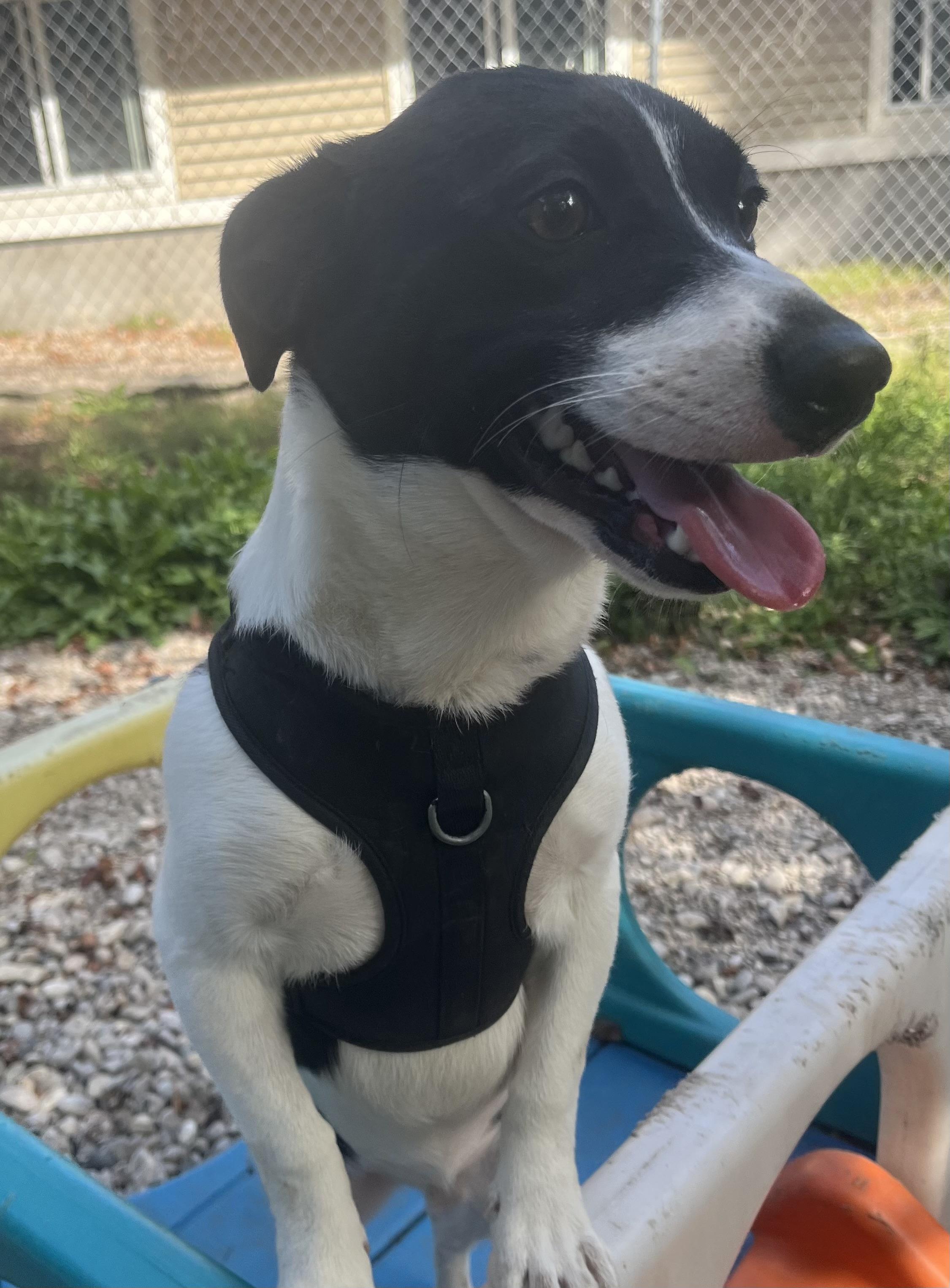 Enlarge Oreo, a Adoptable mixed breed in Boyne City, MI image 3/3