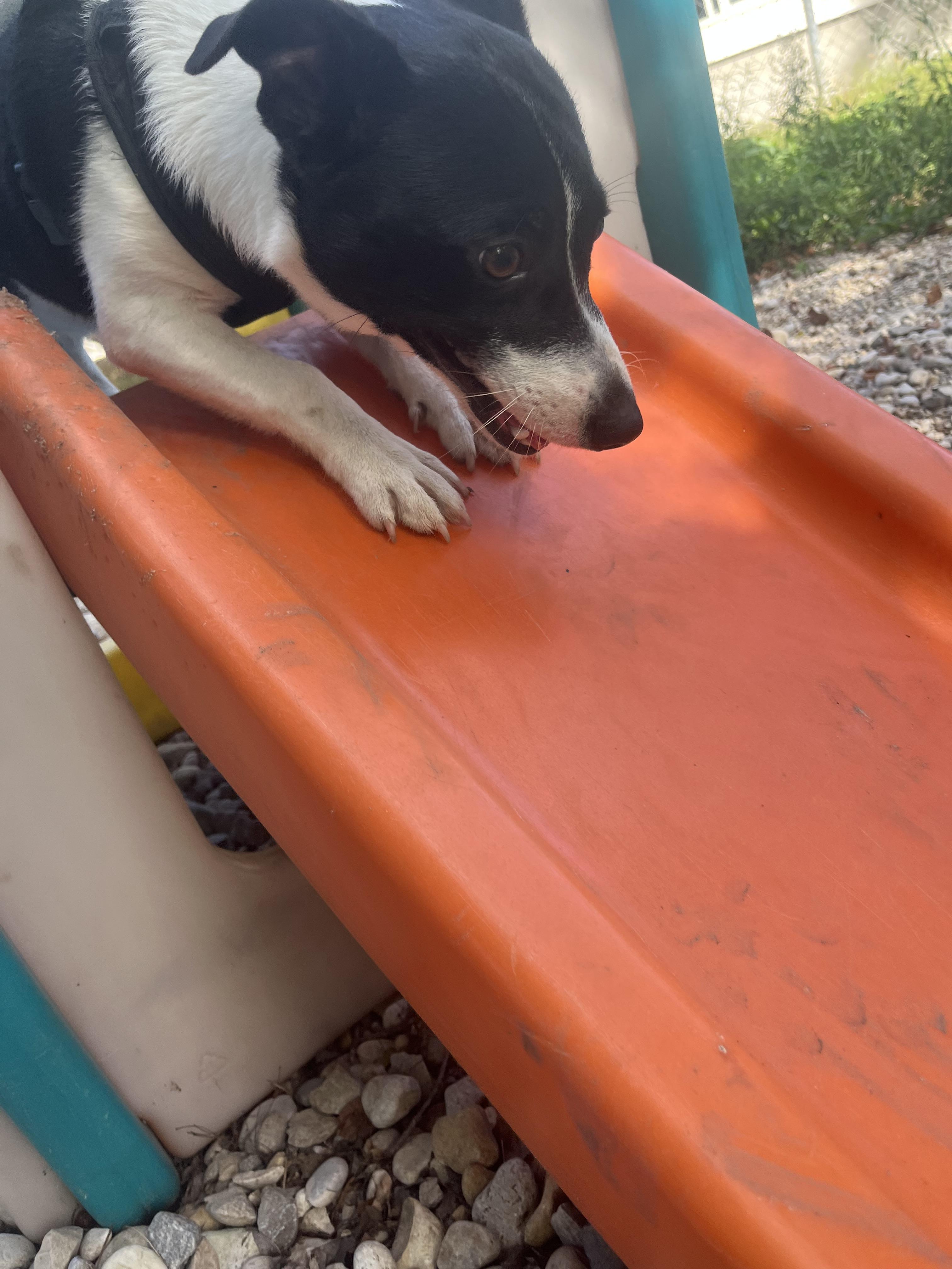 Oreo, Adoptable, Young Male Rat Terrier.
