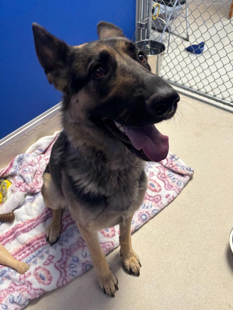 Enlarge Lady Lainey of Franklin, a Adoptable German Shepherd Dog in Moriarty, NM image 1/3