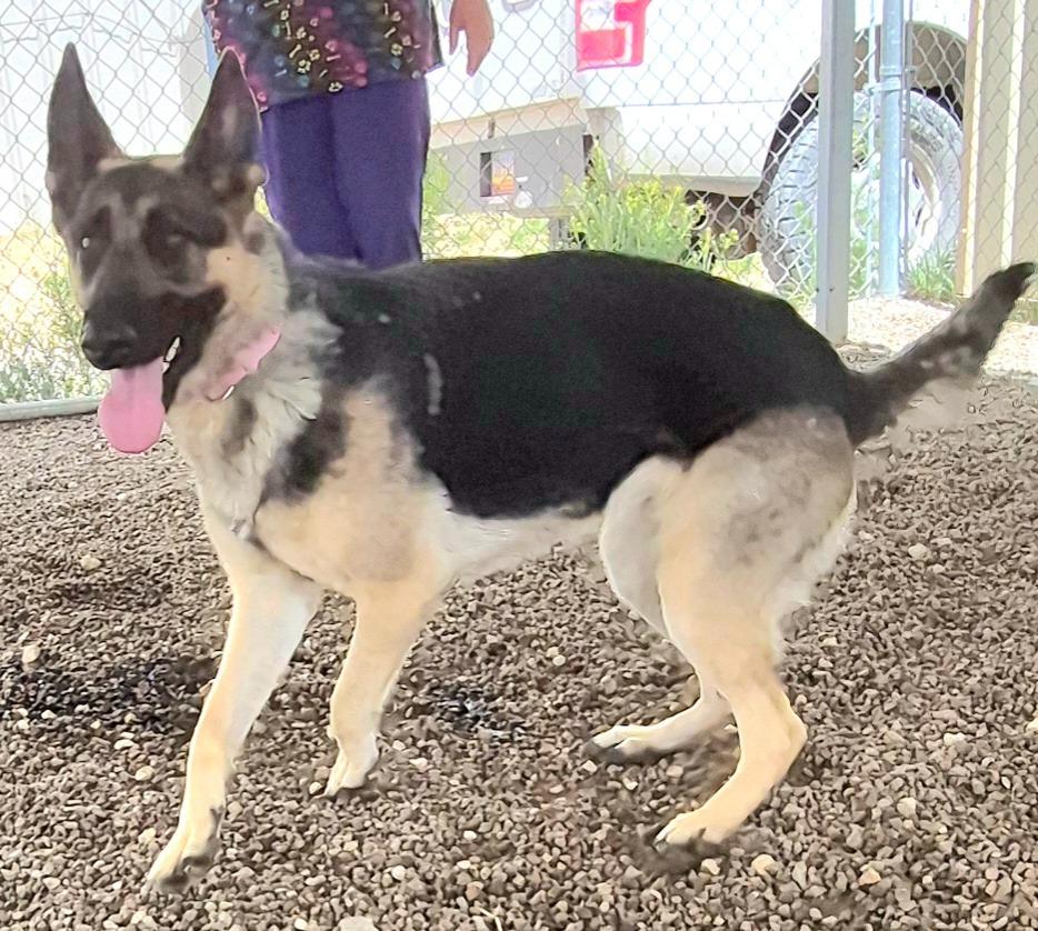 Enlarge Lady Lainey of Franklin, a Adoptable German Shepherd Dog in Moriarty, NM image 2/3