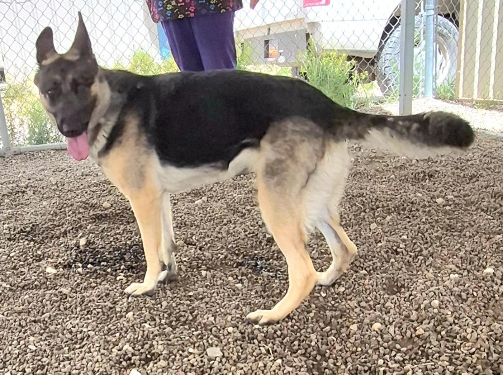Enlarge Lady Lainey of Franklin, a Adoptable German Shepherd Dog in Moriarty, NM image 3/3
