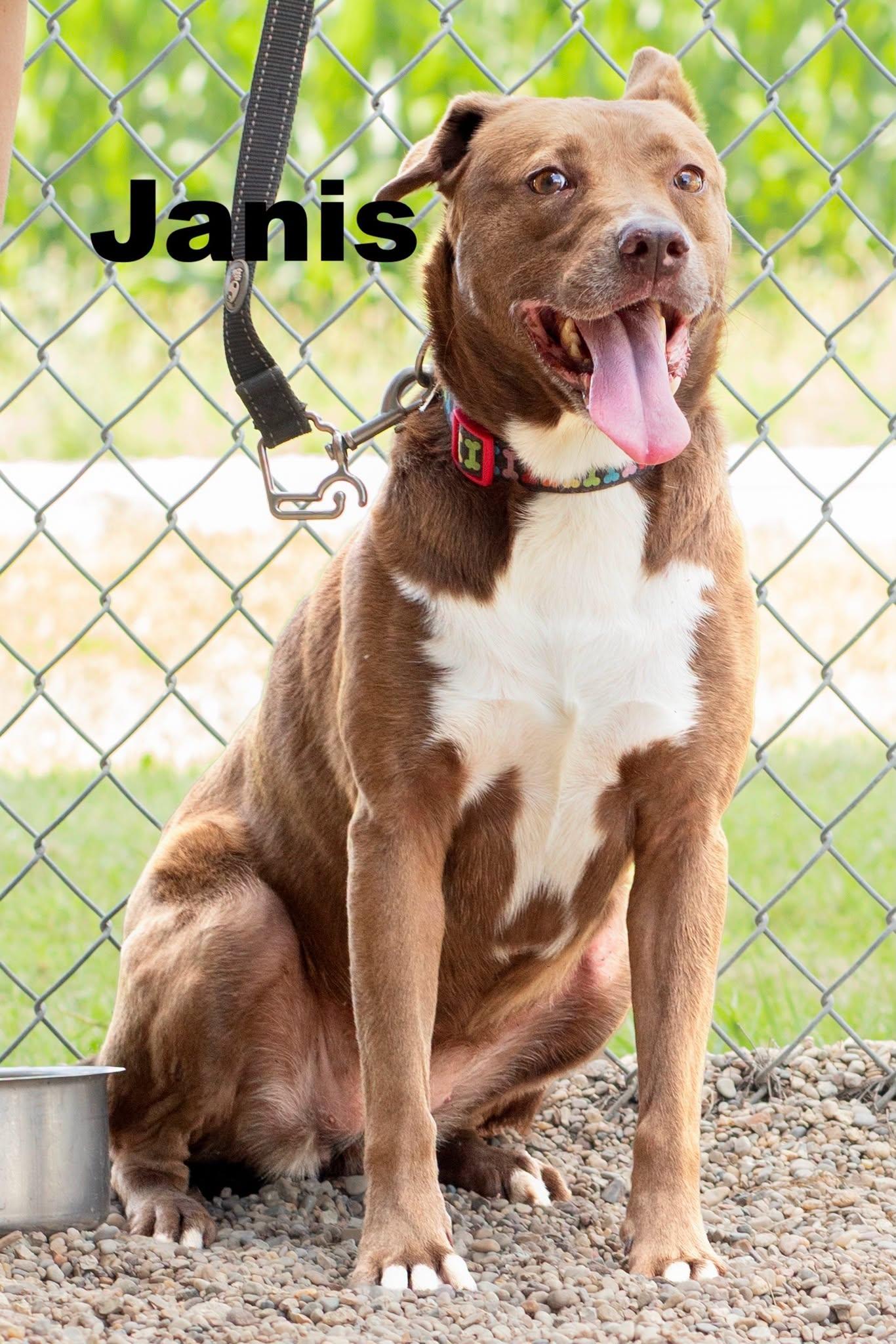Enlarge Janis, a ADOPTABLE Mixed Breed in Macomb, IL image 1/1