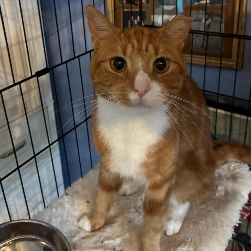 Enlarge Jones, a Adoptable Domestic Short Hair in Woodbridge, VA image 1/1
