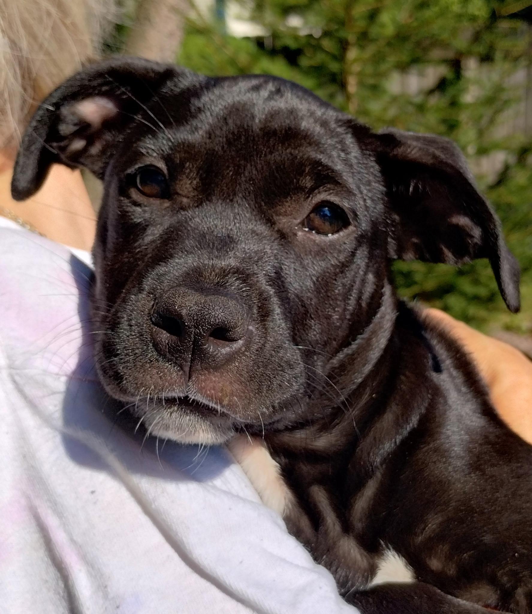 Rosalind, ADOPTABLE, Puppy Female Terrier.
