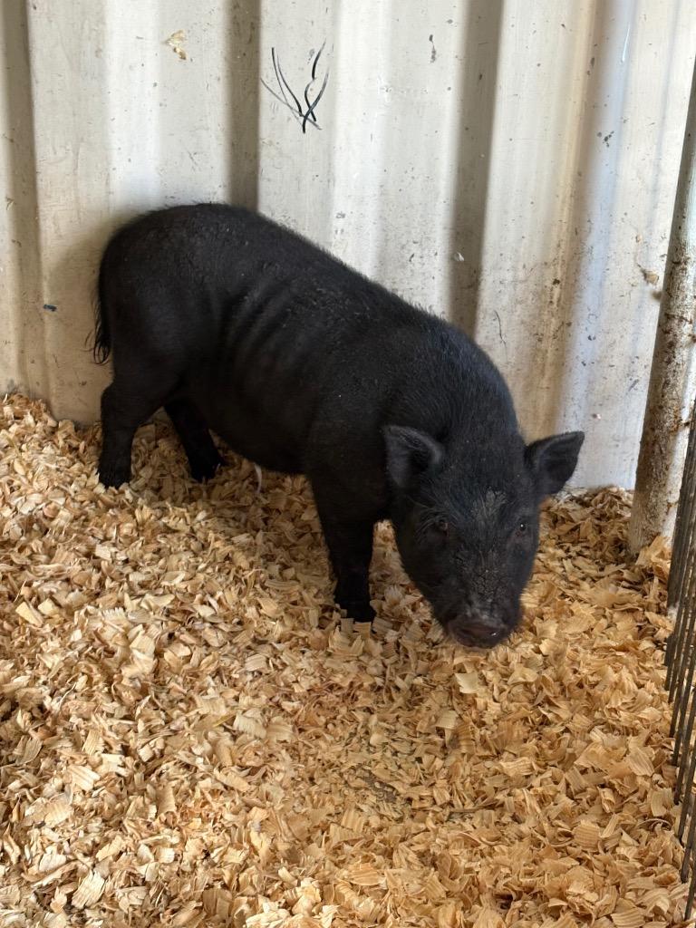 Enlarge The Mountain, a Adoptable Pot Bellied in New Braunfels, TX image 2/2
