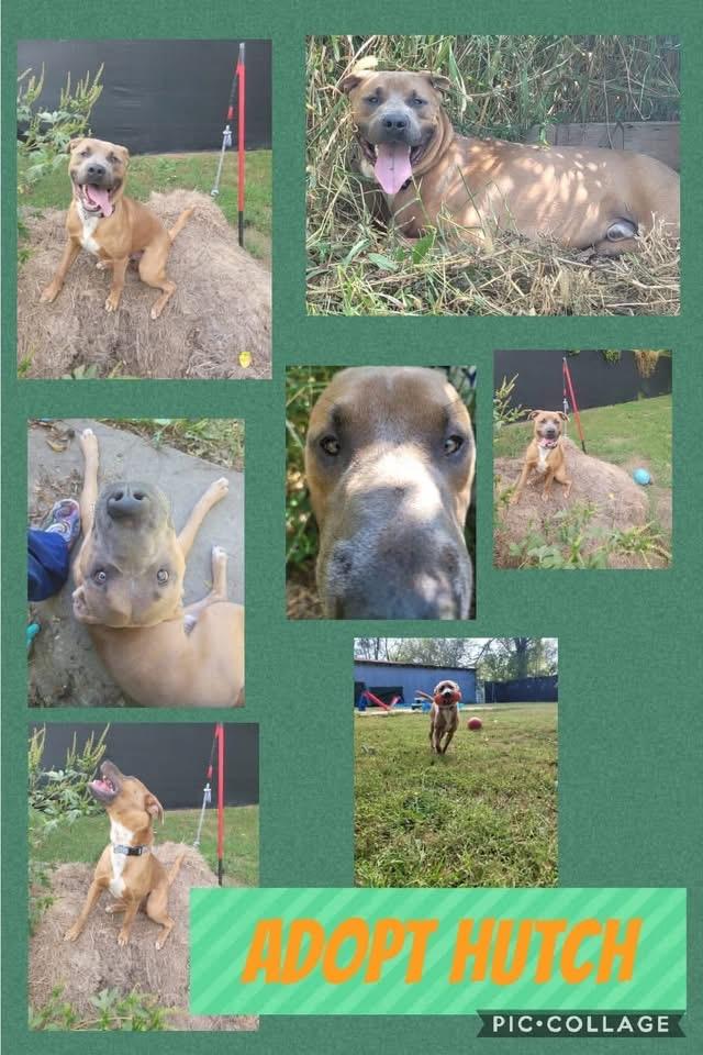 Hutch CL, Adoptable, Adult Male Pit Bull Terrier.