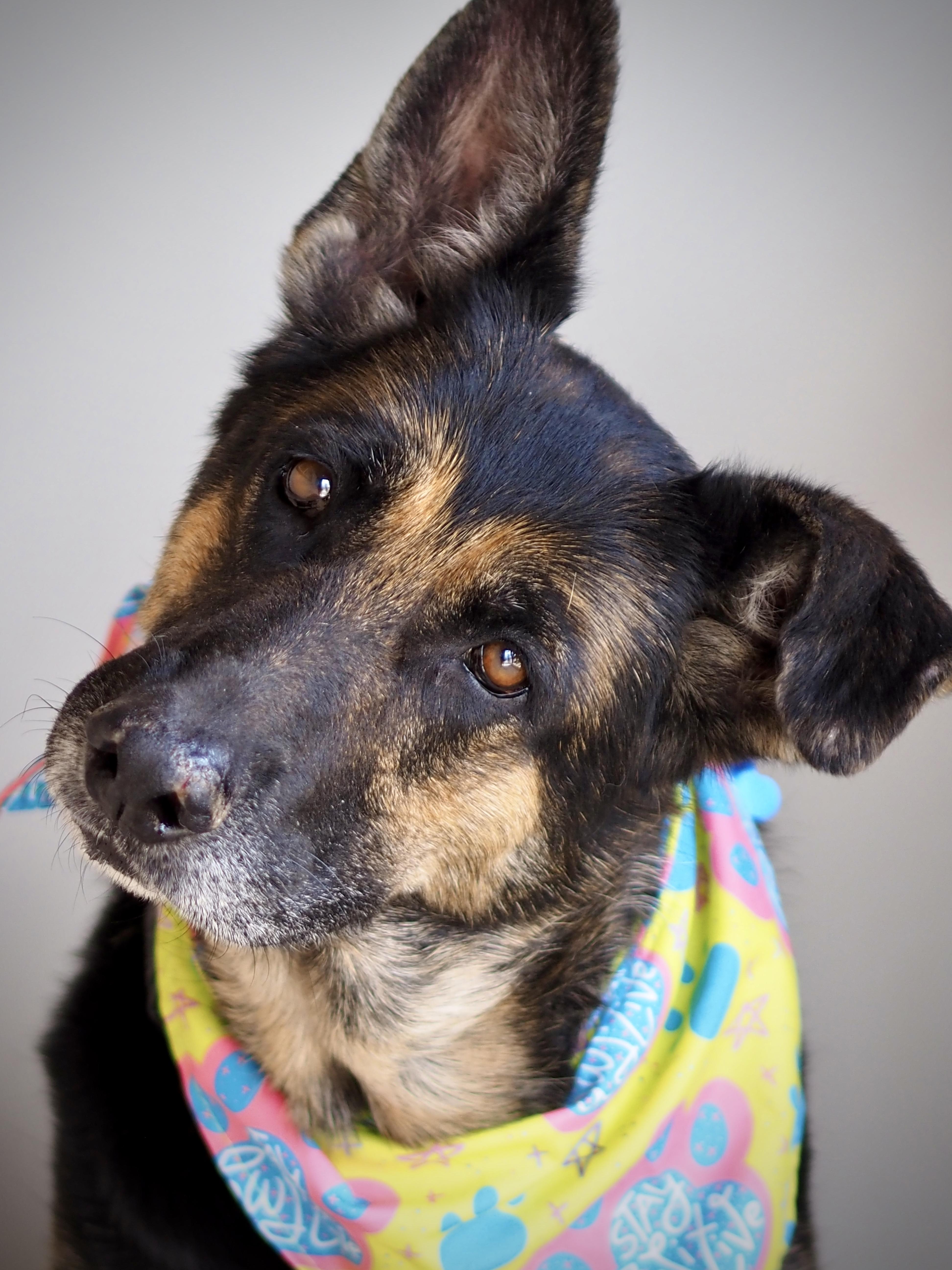 Aryah, Adoptable, Adult Female German Shepherd Dog.
