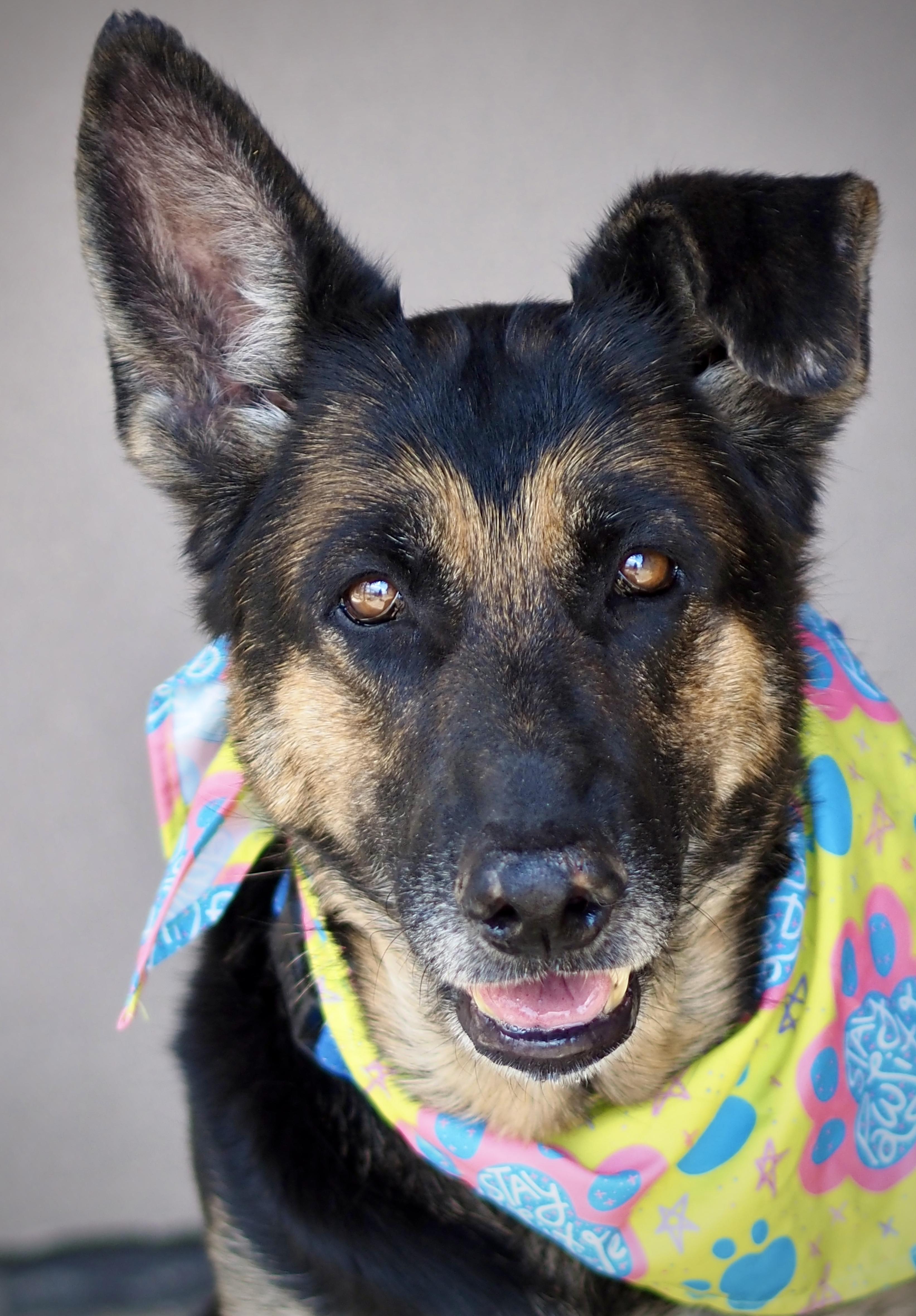 Enlarge Aryah, a Adoptable German Shepherd Dog in Buena Vista, CO image 2/4