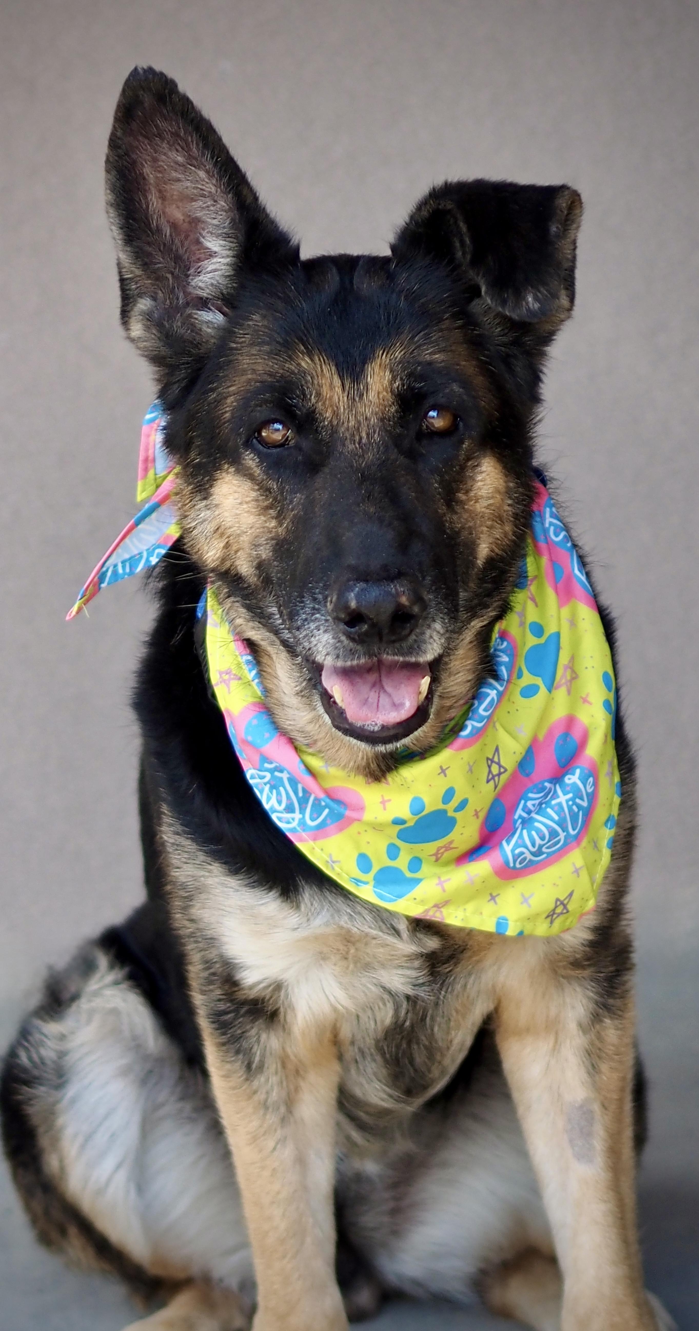 Enlarge Aryah, a Adoptable German Shepherd Dog in Buena Vista, CO image 4/4