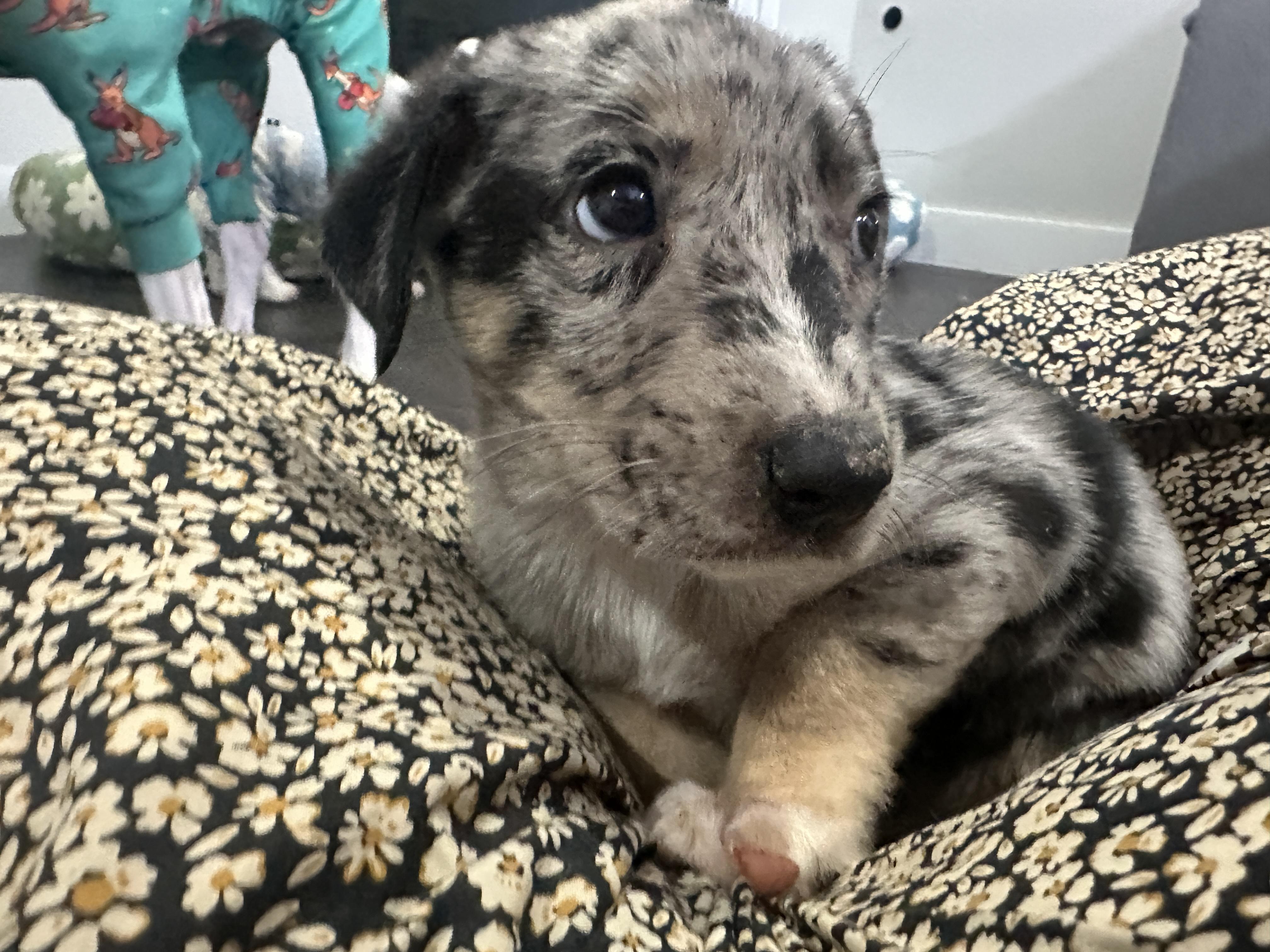 Enlarge Sebastian , a ADOPTABLE mixed breed in Dallas, TX image 3/4