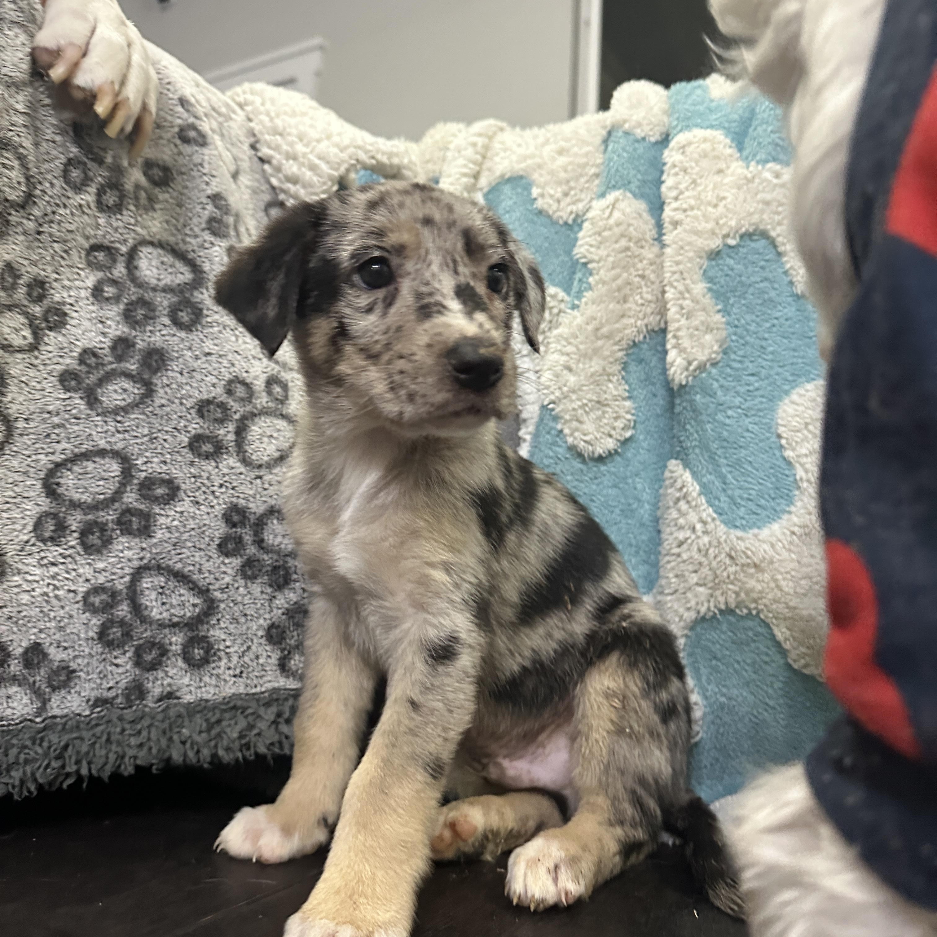 Enlarge Sebastian , a ADOPTABLE mixed breed in Dallas, TX image 4/4