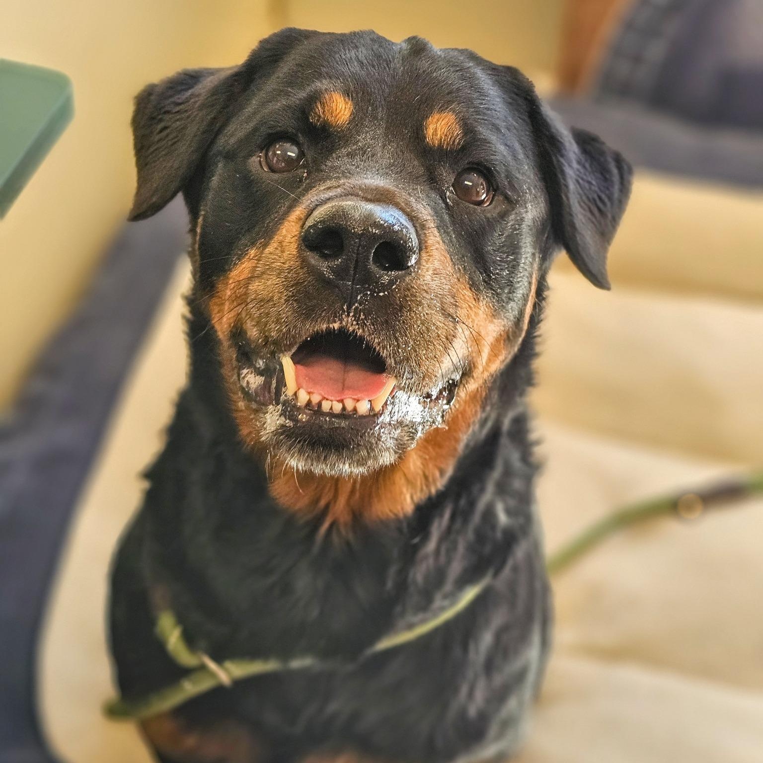 Khalessi, Adoptable, Senior Female Rottweiler.