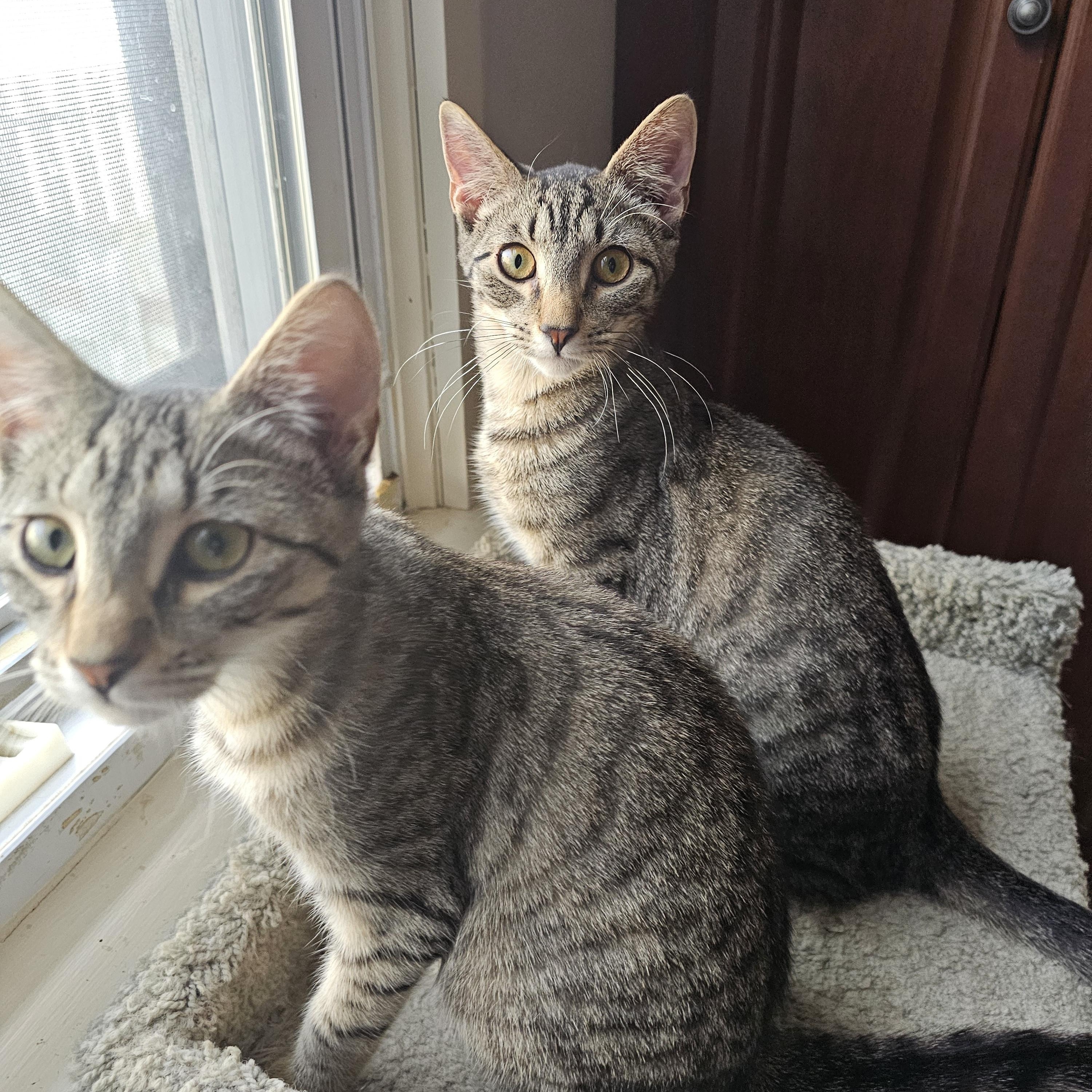 Nutsy and Amber