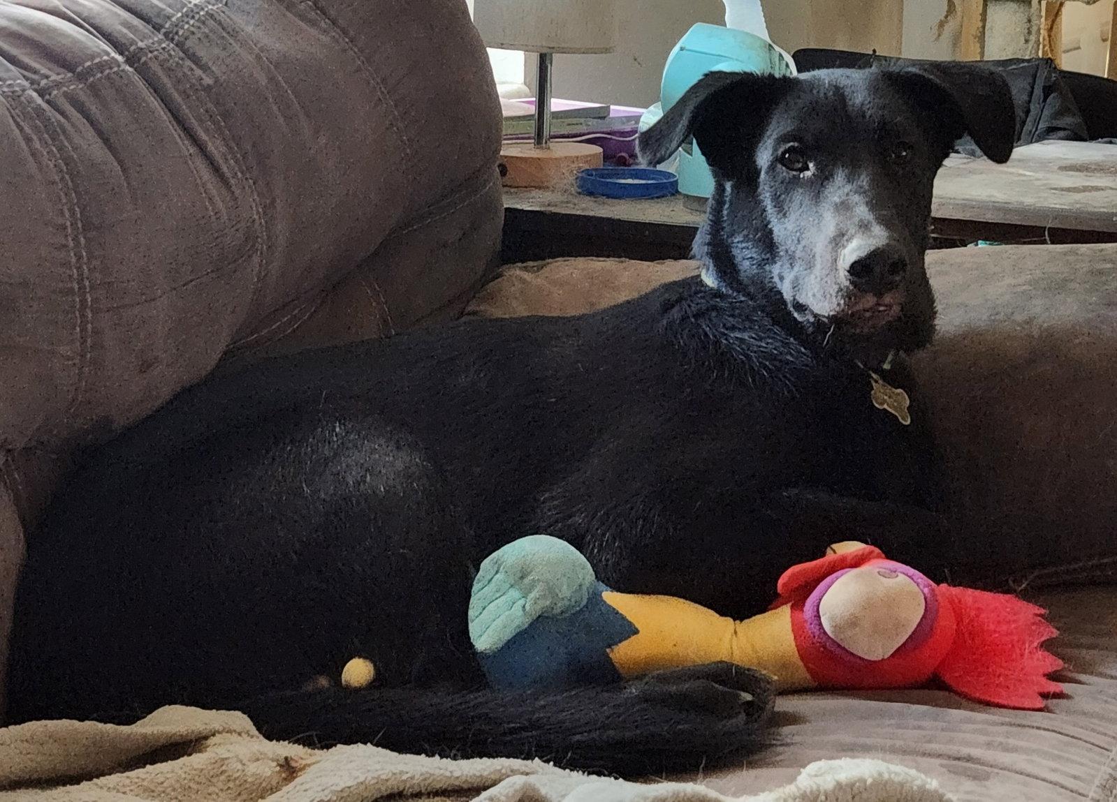 Reginald Dwight, a Adoptable Labrador Retriever in Salt Lake City, UT image 1/3